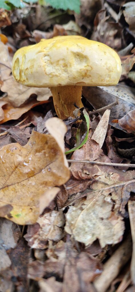 20241012 132343