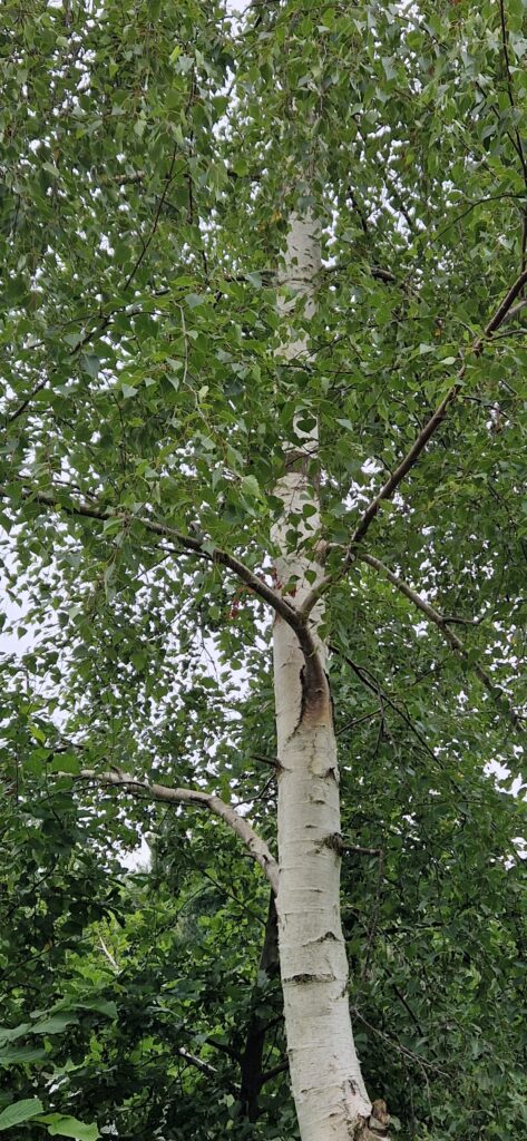 Silverbirch | Charnwood Foraging