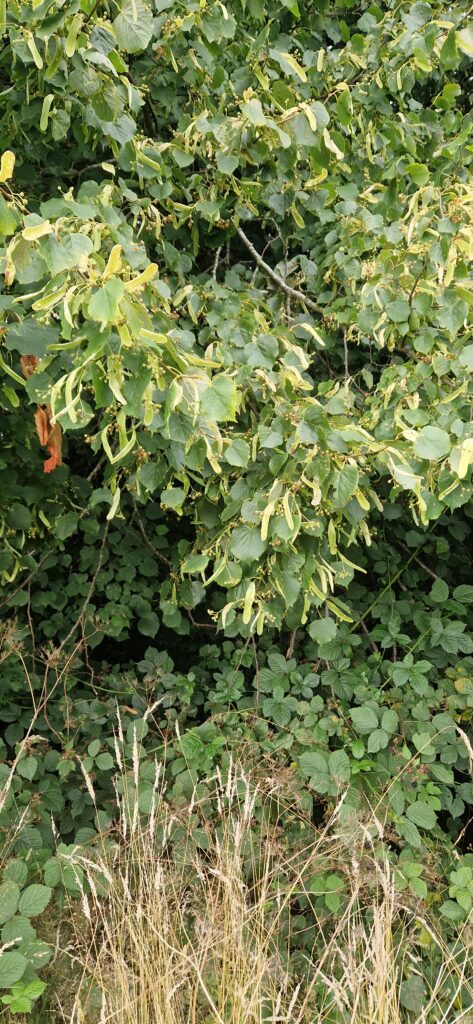 Linwood Tree Linden Tree (Tilia) | Charnwood Foraging