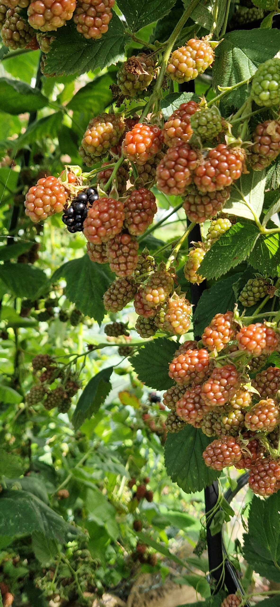 Black Raspberry Brambles Bramble/Blackberry bush (Rubus fruticosus) | Charnwood Foraging
