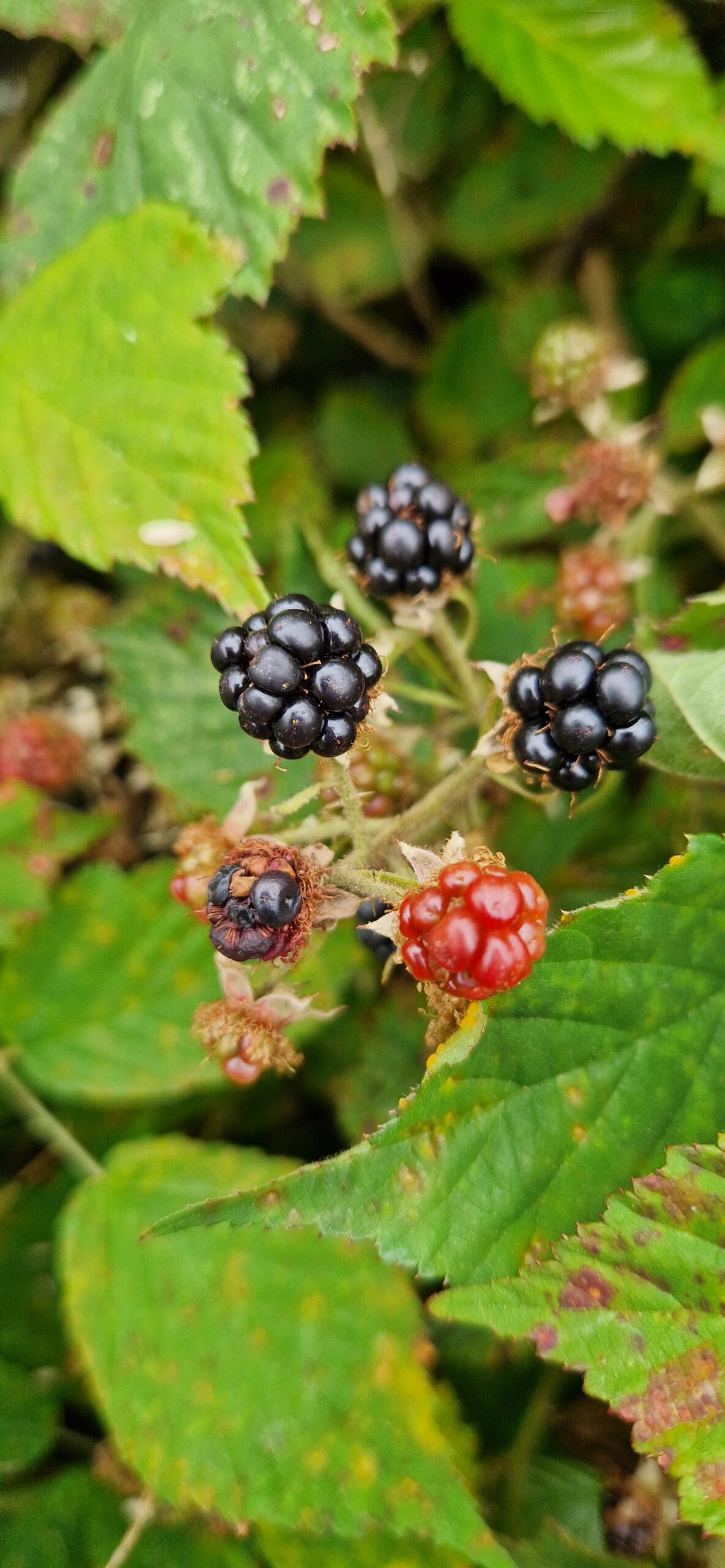 Black Raspberry Brambles Bramble/Blackberry bush (Rubus fruticosus) | Charnwood Foraging