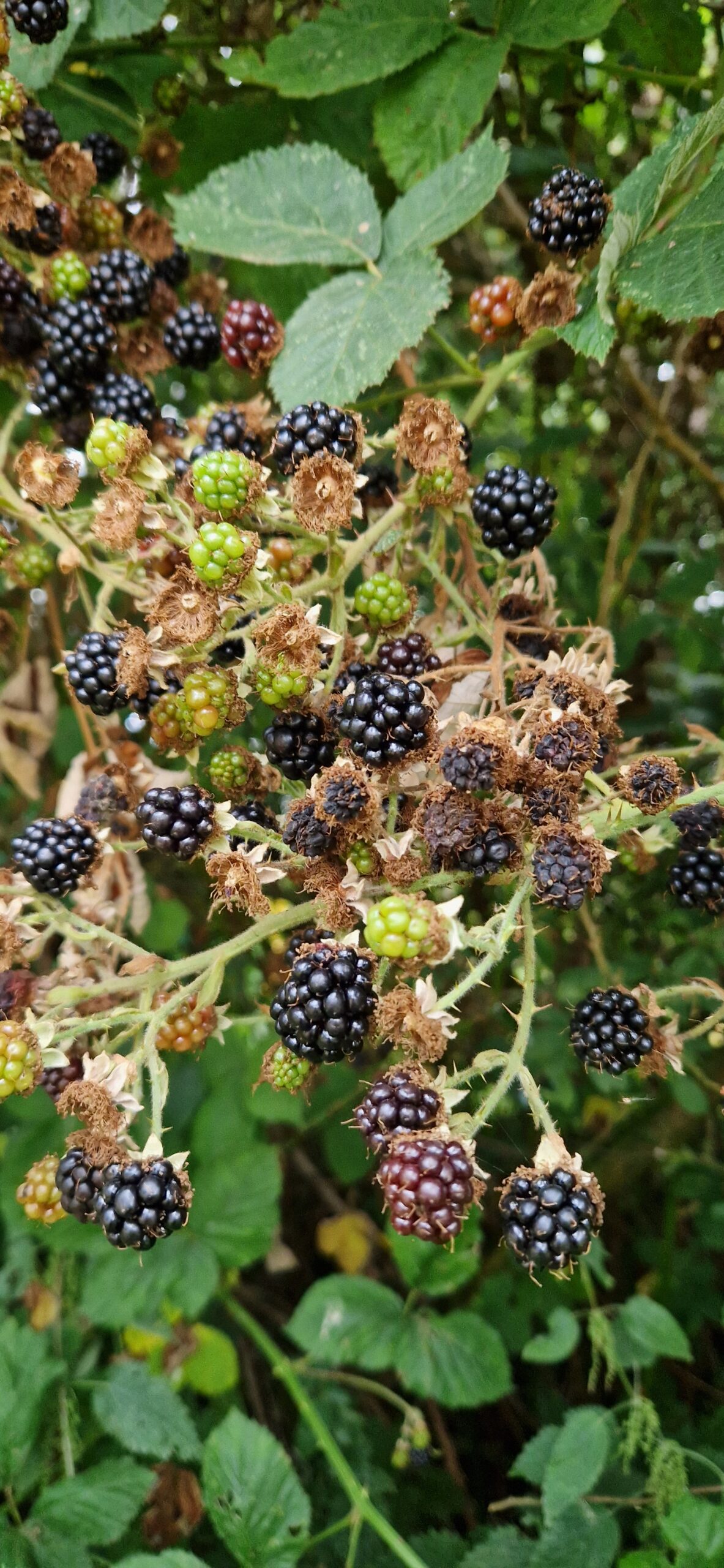 Black Raspberry Brambles Bramble/Blackberry bush (Rubus fruticosus) | Charnwood Foraging