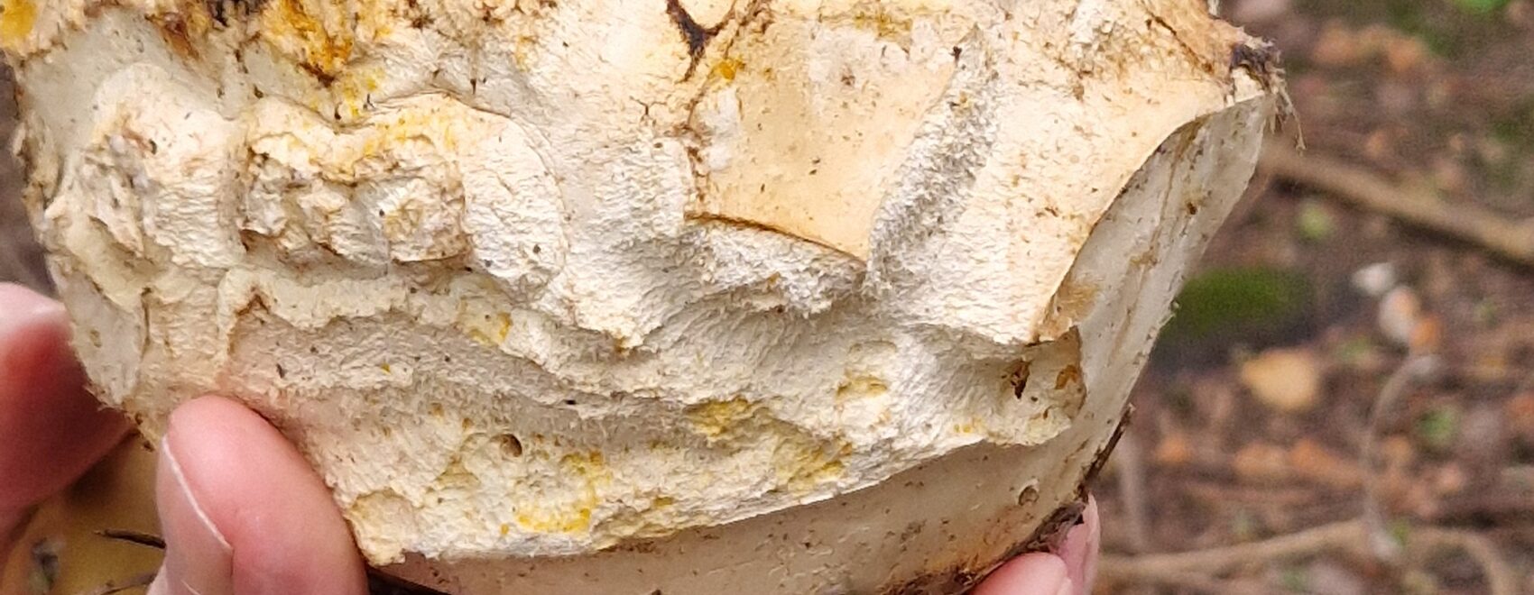 22Day Seeds: Giant TWE5 Puffball Mushrooms Spores/Calvatia gigantea/Non