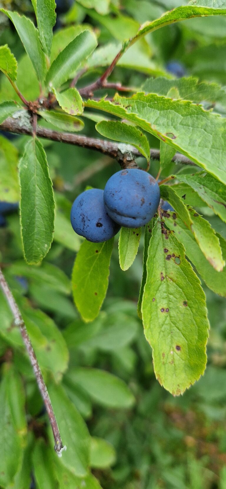 Bullace (Prunus domestica subsp. insititia) | Charnwood Foraging