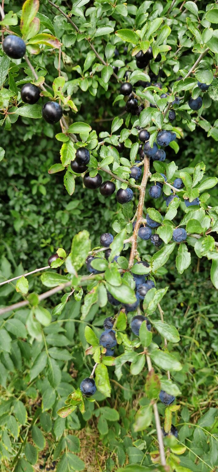 Blackthorn / Sloe Tree (Prunus spinosa) | Charnwood Foraging