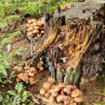 Fungi growing on a tree stump